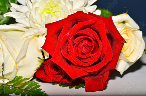 One Fresh red roses in a bouquet
