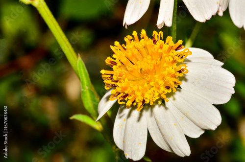 White Wildflower in garden