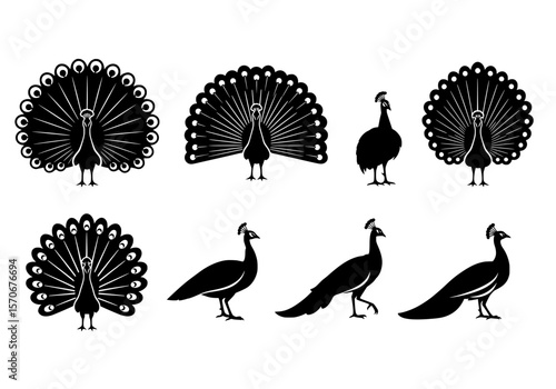 Vector silhouette of collection of elegant peacock silhouettes with fanned tails isolated on white background