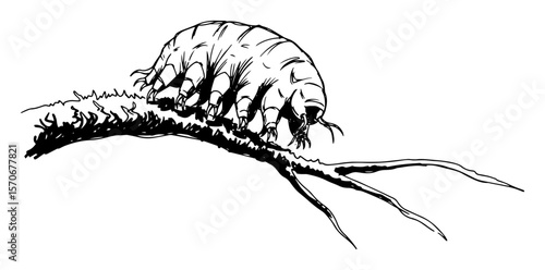 tardigrade water bear on a branch sketch vector illustration
