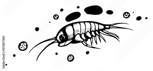 copepod zooplankton microscopic crustacean sketch vector