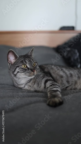 Vertical screen Relaxed tabby cat comfortably lying on a soft gray blanket staring directly at the camera with bright curious eyes in a cozy and peaceful indoor setting