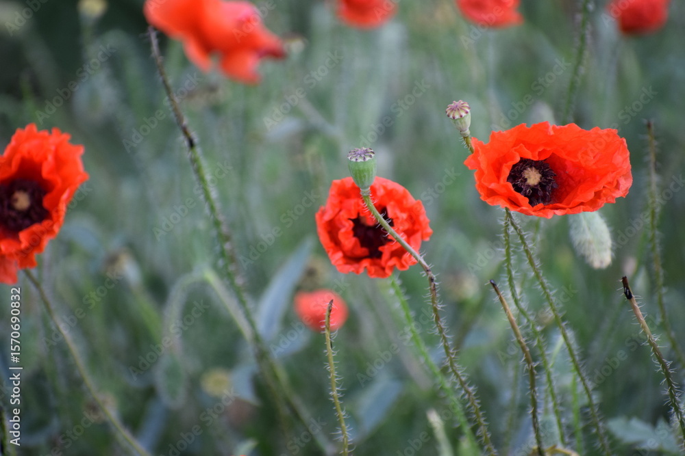 Obraz premium poppies flowers in the field