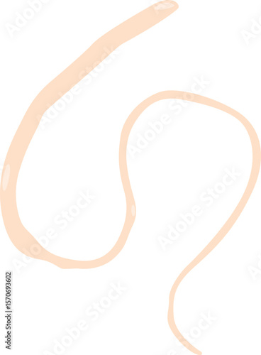 Whipworm