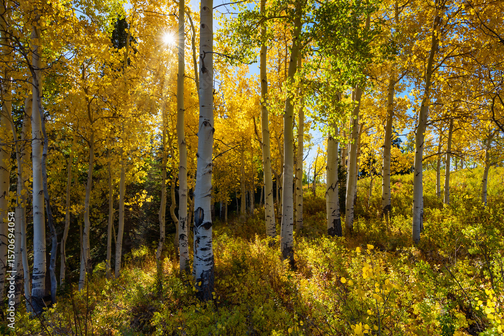 Fototapeta premium Sunlight through aspen trees. Leaves glow under the sun