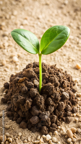 New Life Sprouting A Tiny Seedling Emerging from the Earth