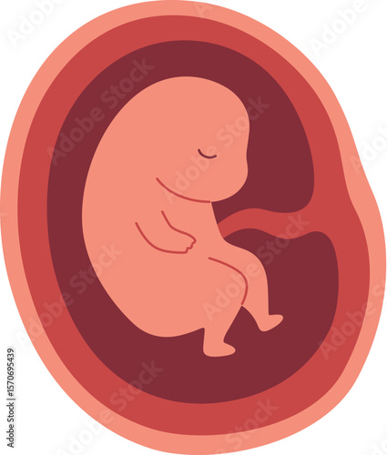 Pregnancy Illustration - Fetal Development 2 Month

