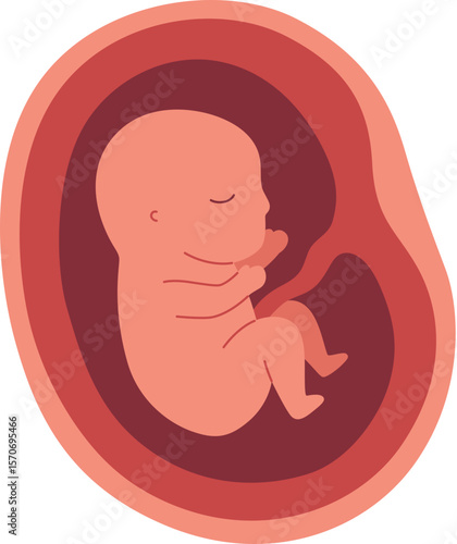 Pregnancy Illustration - Fetal Development 4 Month

