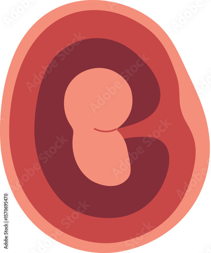Pregnancy Illustration - Fetal Development 1 Month

