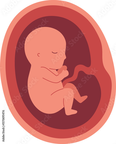Pregnancy Illustration - Fetal Development 5 Month

