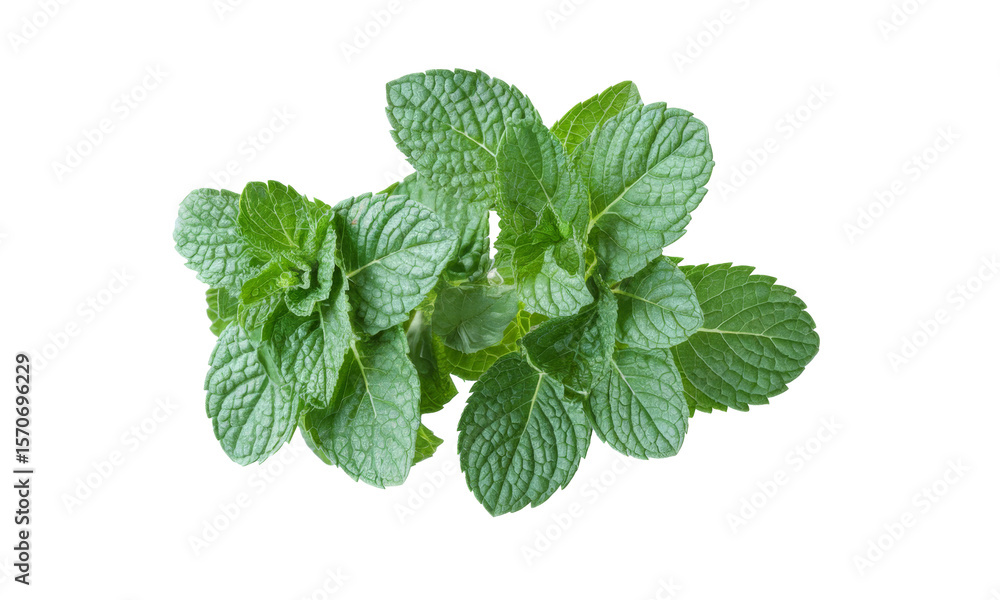 fresh mint leaves isolated on white background. fresh mint leaves isolated on white background.