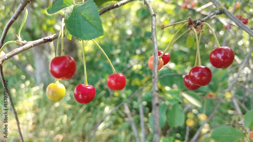 Obraz premium red berries of cherry tree