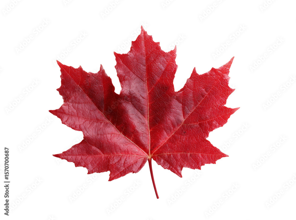 Single vibrant red maple leaf isolated on black background, Isolated On White, Png, Transparent Background Single vibrant red maple leaf isolated on black background, Isolated On White, Png, Transparent Background