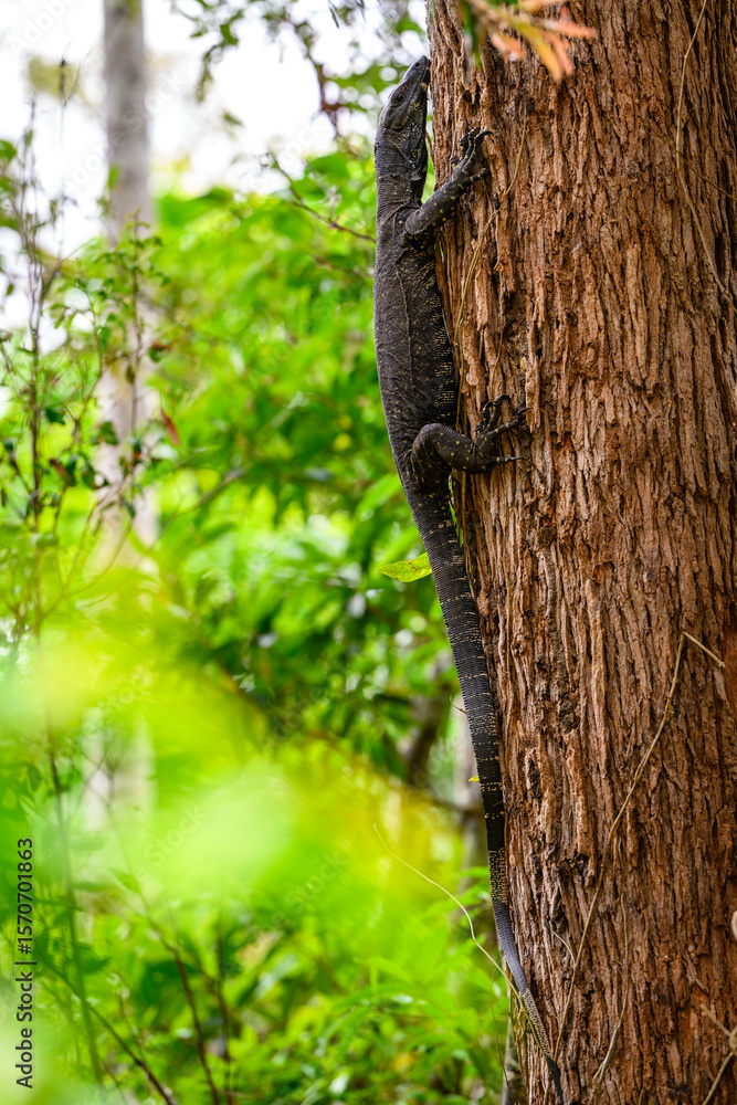 Ταπετσαρία A goanna is any one of several species of lizard of the genus Varanus found in Australia and Southeast Asia