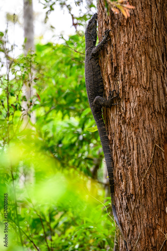 Φωτογραφία A goanna is any one of several species of lizard of the genus Varanus found in Australia and Southeast Asia