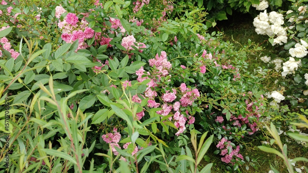 Fototapeta premium beautiful flowers in the garden