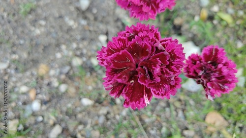 beautiful flowers in the garden