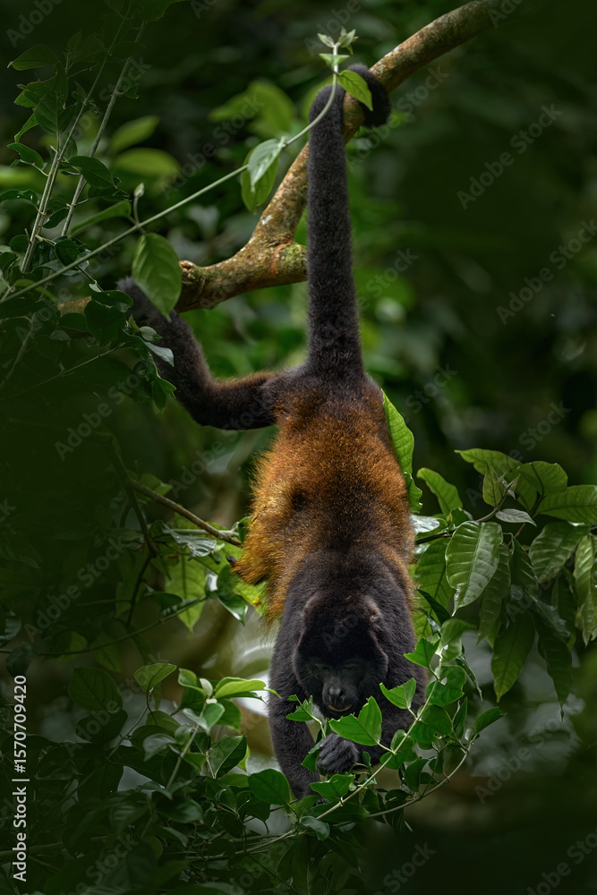 Naklejka premium Nature in Costa Rica, monkey. Black monkey Mantled Howler Monkey Alouatta palliata, nature habitat. Animal in Costa Rica, Braulio Carrillo national park. Animal hidden in the green tropical forest.