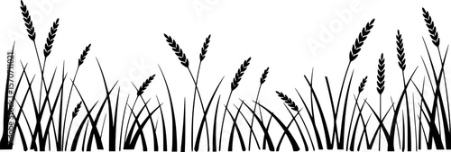 Silhouette of wheat field plants against a white background for natural design concepts