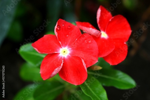 Catharanthus roseus (Madagascar Periwinkle) with Raindrops – Close-Up Tropical Flower