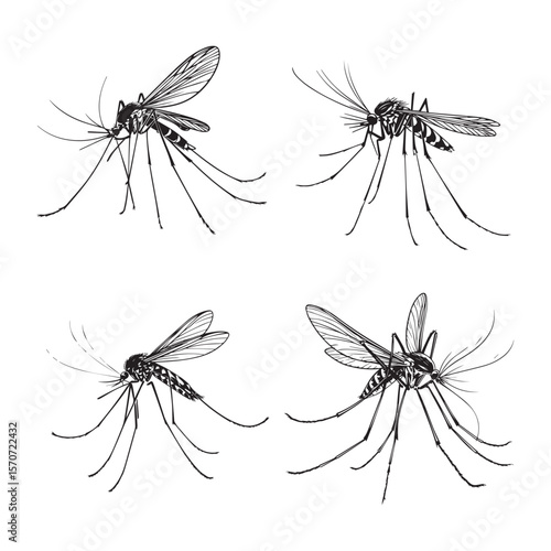 mosquito vector illustration outline black and white vector