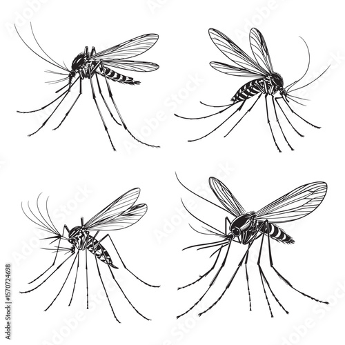 mosquito vector illustration outline black and white vector