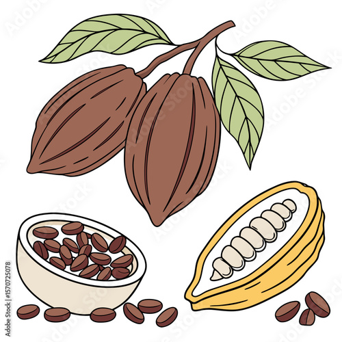 Cacao pods beans and leaves illustration cocoa