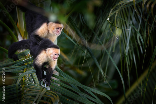 Photography Costa Rica nature