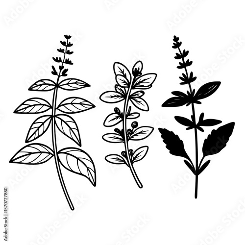 Elegant hand drawn floral silhouettes of herbs with delicate leaf detailing on white