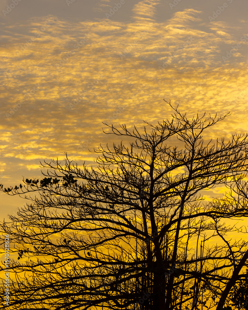 Obraz premium A silhouette of a bare tree against a golden sky during sunset, capturing the quiet beauty of nature’s transitions