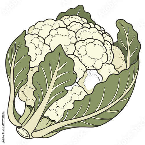 cauliflower isolated on white background