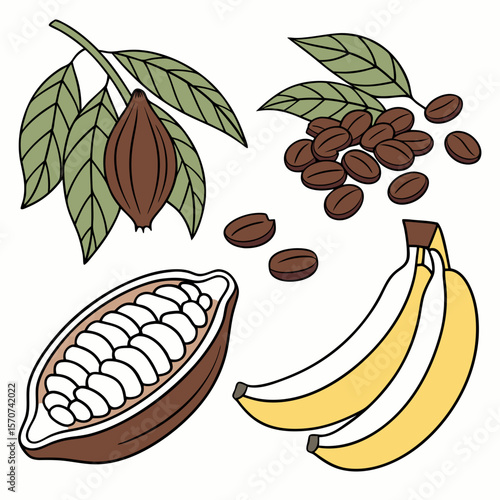 Cocoa pods coffee beans and bananas cacao cocoa beans