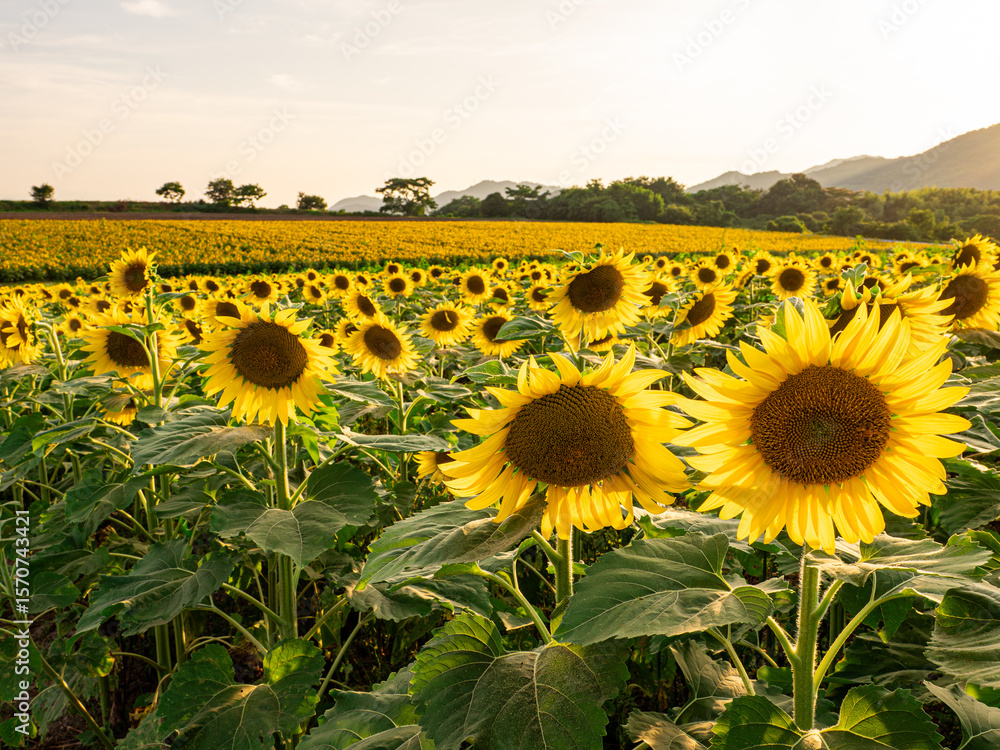 Fototapeta premium 夏の夕方の満開の向日葵畑 香川県のまんのう町