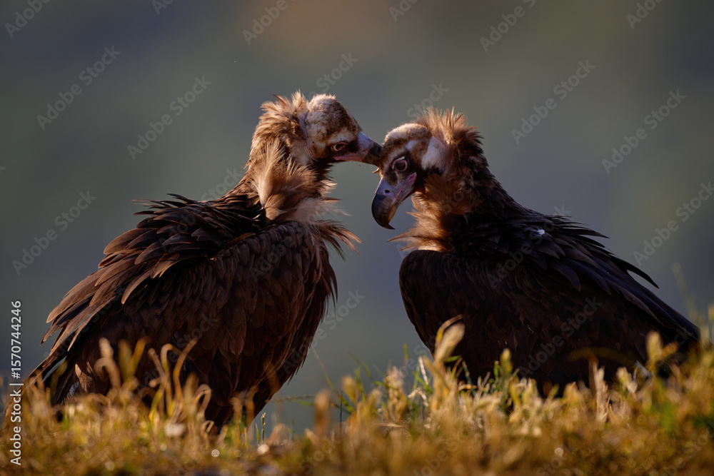 Fototapeta premium Cinereous Vulture, Aegypius monachus, big brown birs of pray in the nature habitat. Vultures from Eastern Rhodopes mountain in Bulgaria, Europe. Vultures pair morning sunset. Nature wildlife Bulgaria.