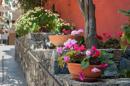 blooming cyclamen in pots on the street, stone wall, flowerbed in Monterosso ...