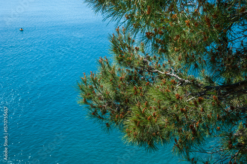 Top view of the turquoise Mediterranean Sea, through the branches of cedar tr...