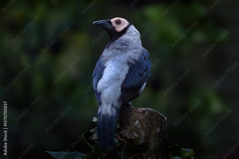 Obraz premium Coleto, Sarcops calvus, starling specie, grey black bird with pink head. Monotypic genus Sarcopsm bird endemic to the Philippines, Asia. Coleto sitting on the branch in the nature forest, wildlife.