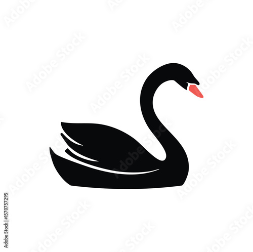 Elegant black swan with coral beak bird waterfowl