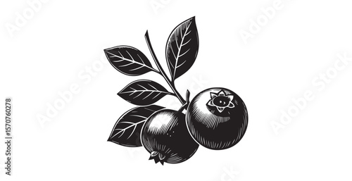 Vintage style blueberry branch with leaves and berries silhouette