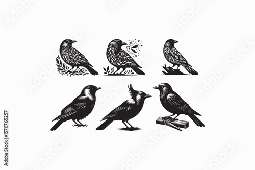 Jackdaw bird vector silhouettes black and white image made by adobe illustrator . eps