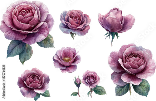 set of pink roses