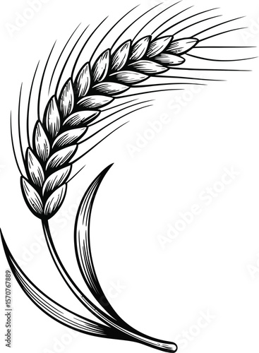 Hand Drawn Wheat Ear Vector Illustration in Black and White