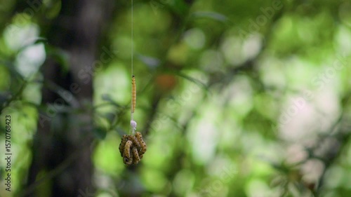 Moth larva cluster of caterpillars insects up-close forest shade crawling Spindle ermine