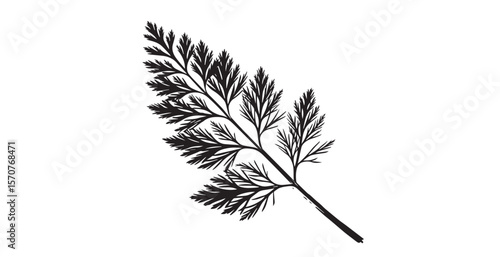 Elegant black fern frond against a clean white background silhouette