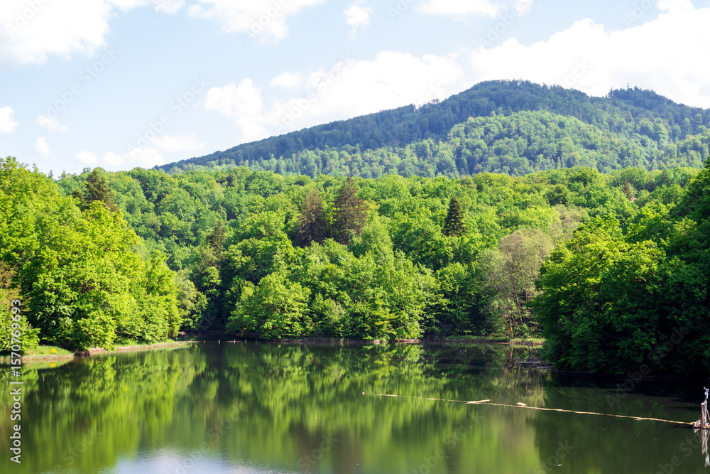 Lake surrounded by lush green forest Lake surrounded by lush green forest