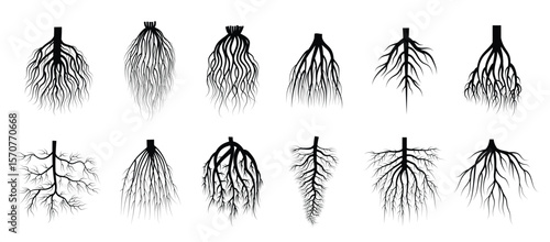 root plants botanical symbols root systems from creep trees recent vector flat collections isolated