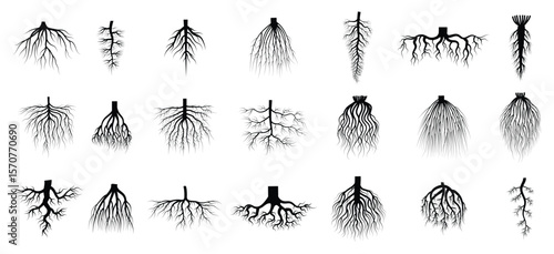 root plants botanical symbols root systems from creep trees recent vector flat collections isolated
