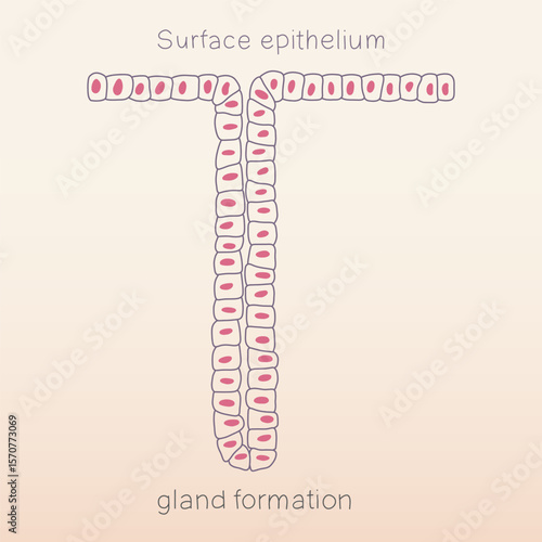 Gland formation from surface epithelium of human physiology histology illustration vector