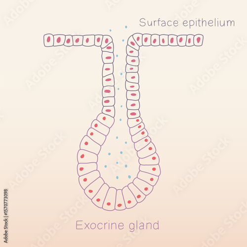 Exocrine gland formation from surface epithelium of human physiology histology illustration vector