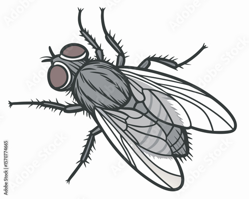 Realistic vector illustration of a housefly